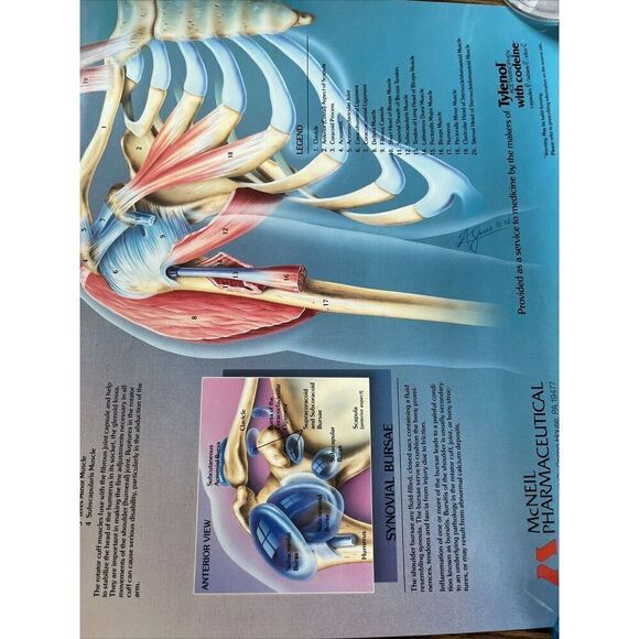 Vintage 1985 The Amazing Shoulder Poster McNeil Pharmaceutical Tylenol Promo - Picture 6 of 10